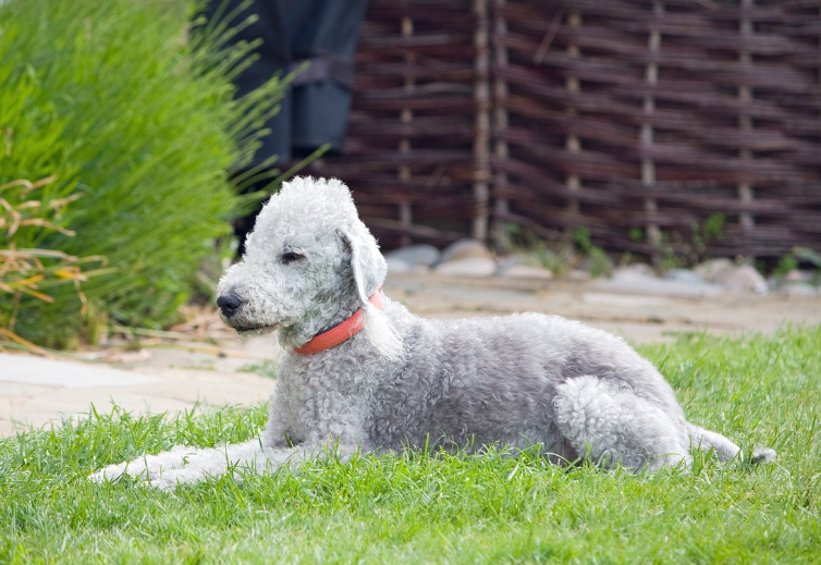 베들링턴 테리어