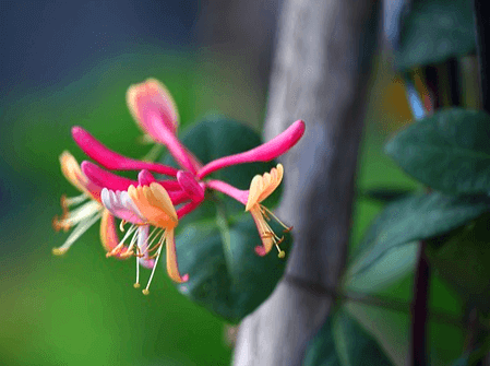 나무에 인동초 꽃 5송이가 피었다. 노란색, 진분홍색 꽃으로 수술이 길게 나온 게 매우 예쁘다.