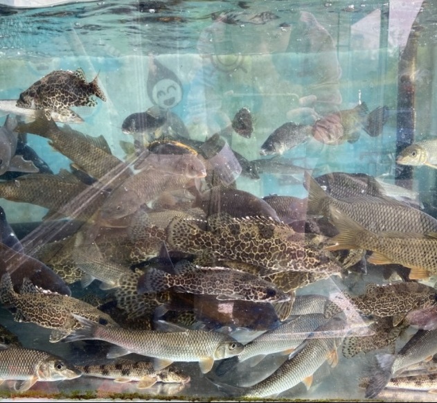 한국인의밥상-임진강-어수제비-어제비