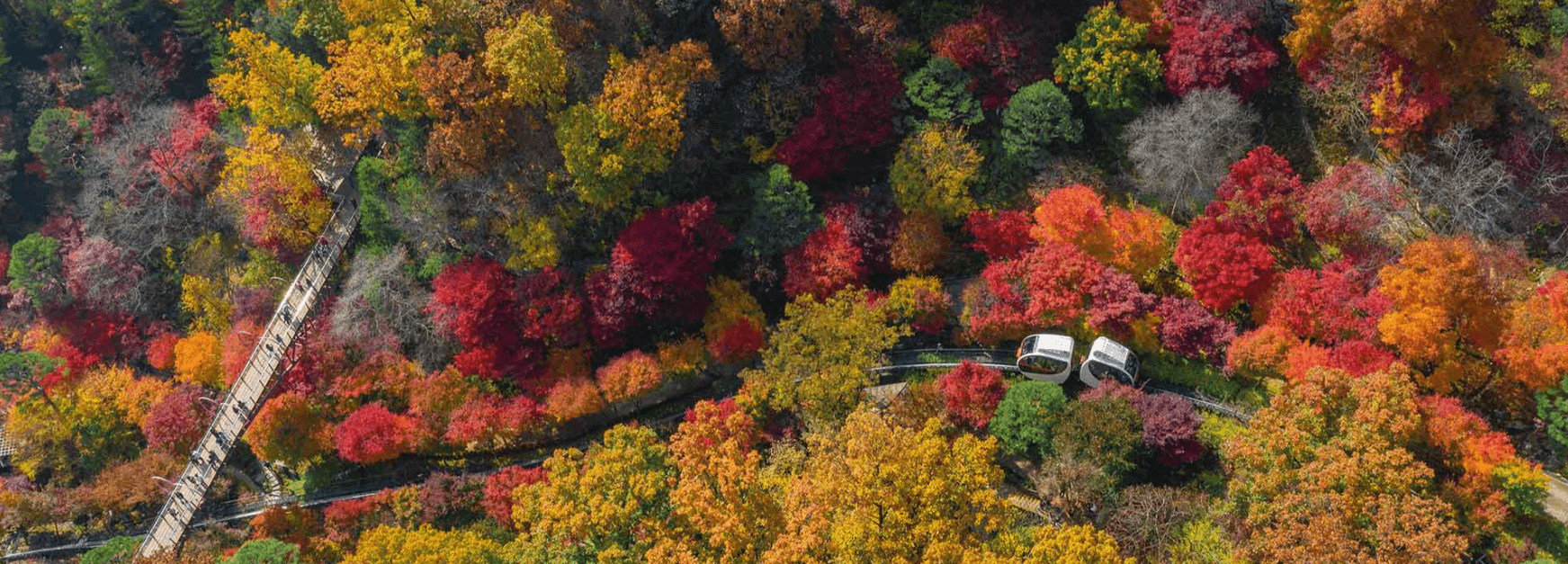 단풍속 화담숲 내 다리와 모노레일