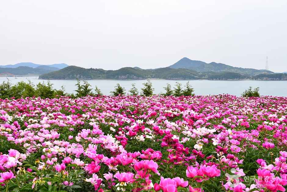 고흥 작약 꽃밭