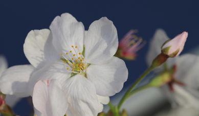 봄 인사말 모음 (회사,부모님,친구) 카톡 문자 총정리