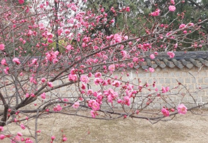 전주-벚꽃-명소