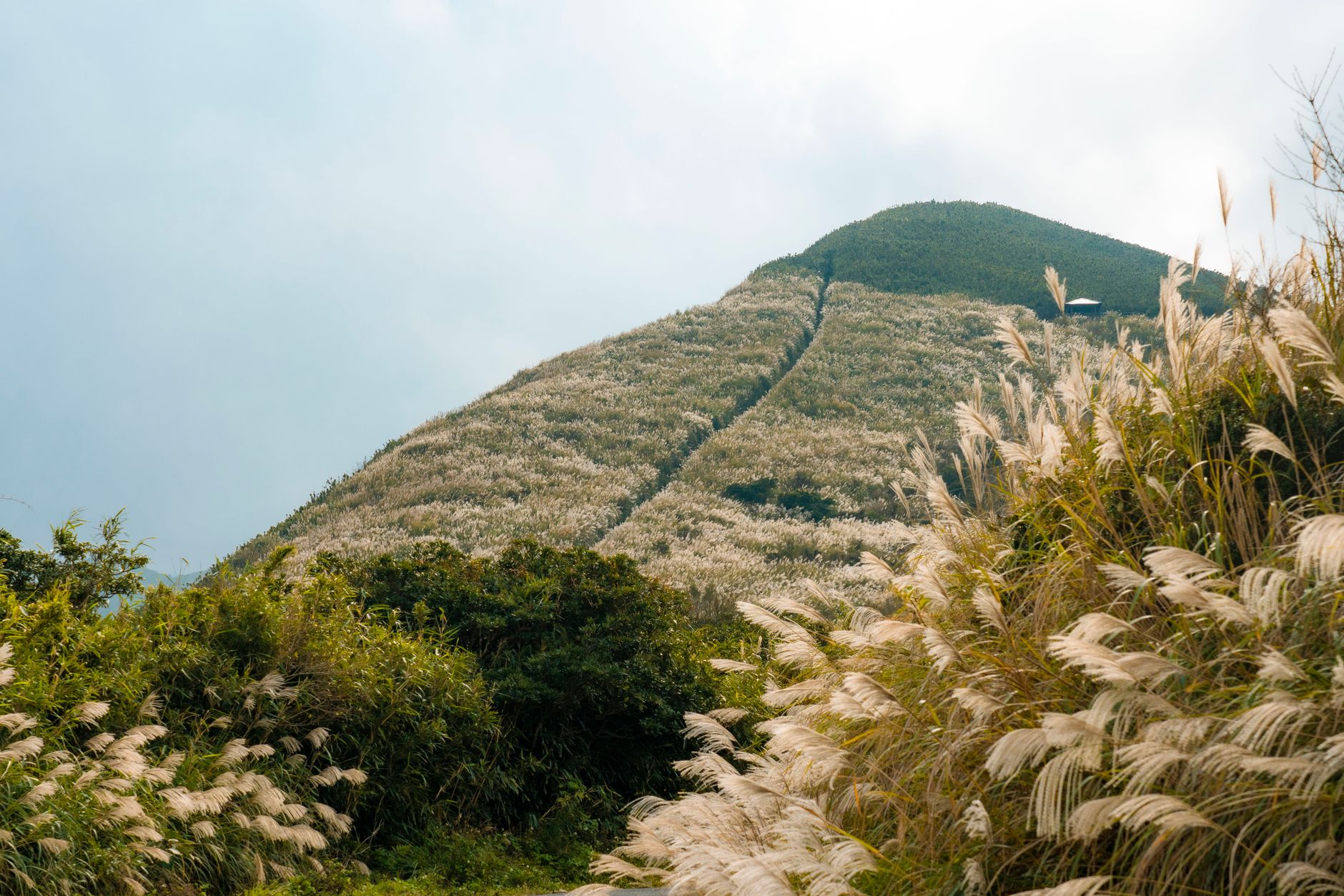 북한산성 성벽 안쪽에 드넓게 펼쳐진 황금빛 억새밭 풍경