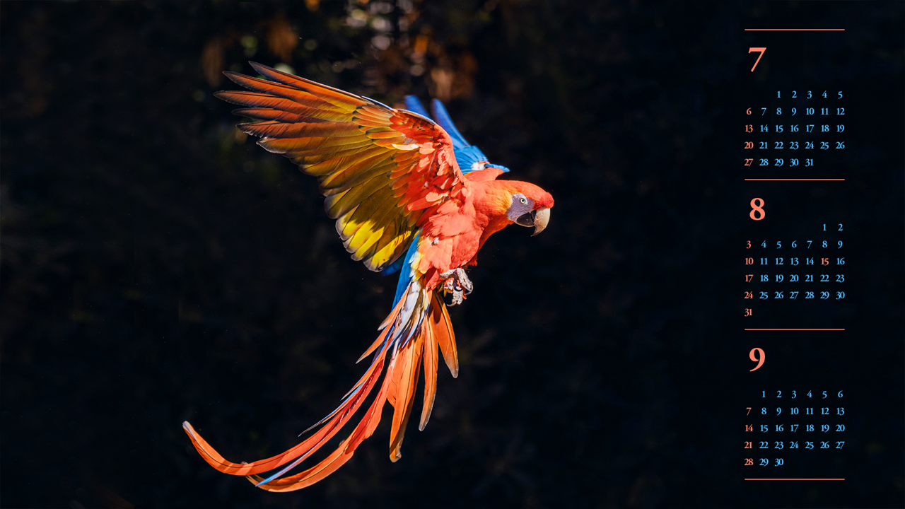 11 날개짓하는 스칼렛 마카우 B - 2025년8월 노트북배경화면