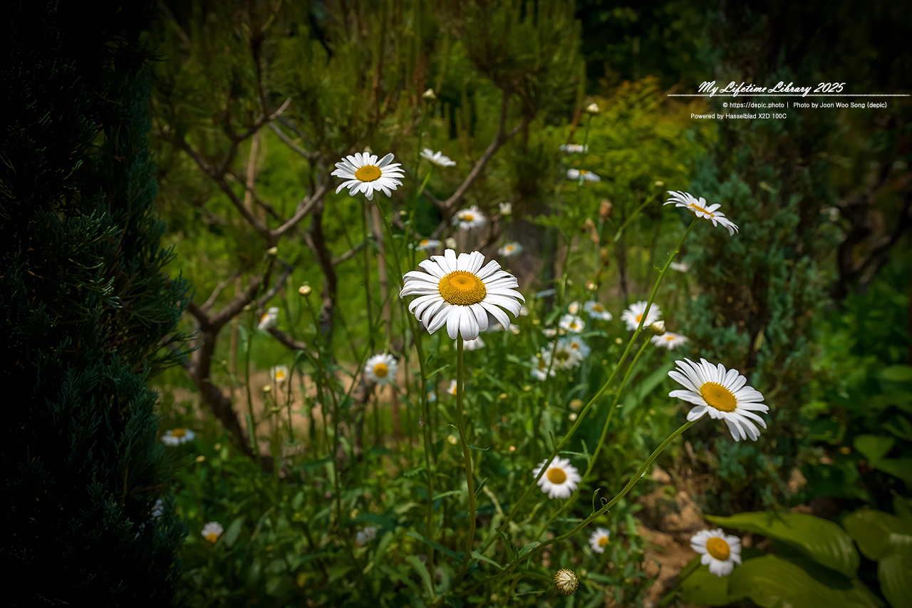 #꽃 #여름 #충북 #황화코스모스 #샤스타데이지