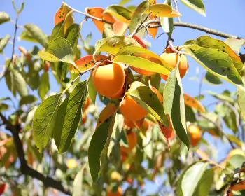 양촌 곶감축제_23