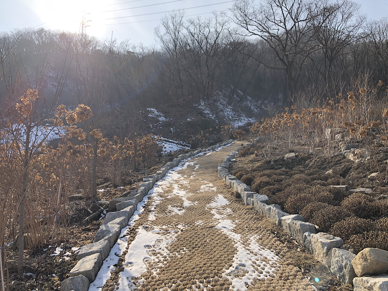 수국 꽃길