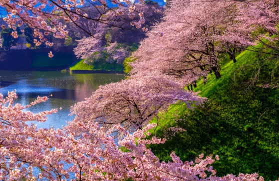일본 벚꽃 명소