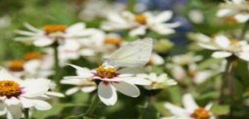 봄 축제 가볼만한 곳