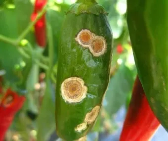 농사 병해충 예방법 진딧물 응애 노균병 탄저병 대처_3