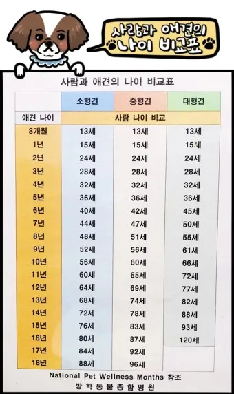 강아지 나이 환산법 가이드 실제 나이 확인 방법_11