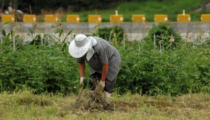 주말농장 작물추천 관련 사진