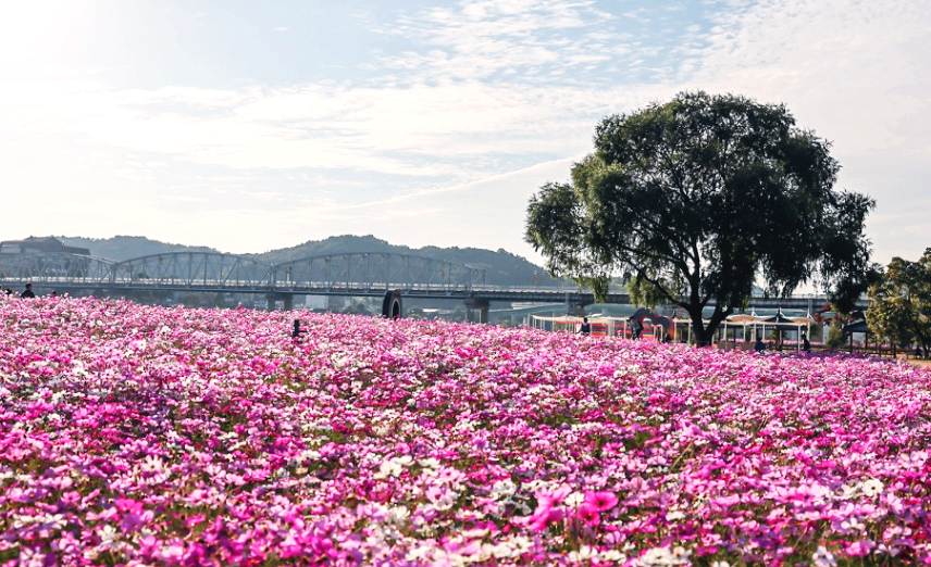 미르섬 코스모스