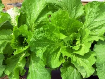 쌈배추 재배 속 차게 키우기 시비 타이밍 통풍 관리_13