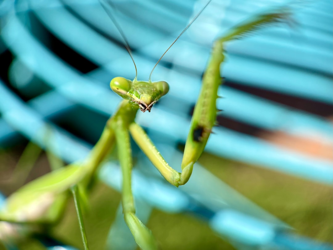 Mantis