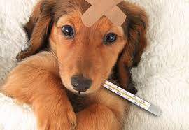 동물병원 진료비