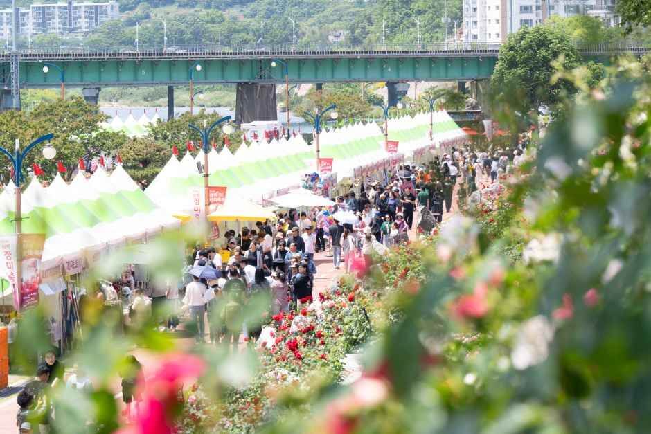 삼척 장미축제 일정 입장료 주차장