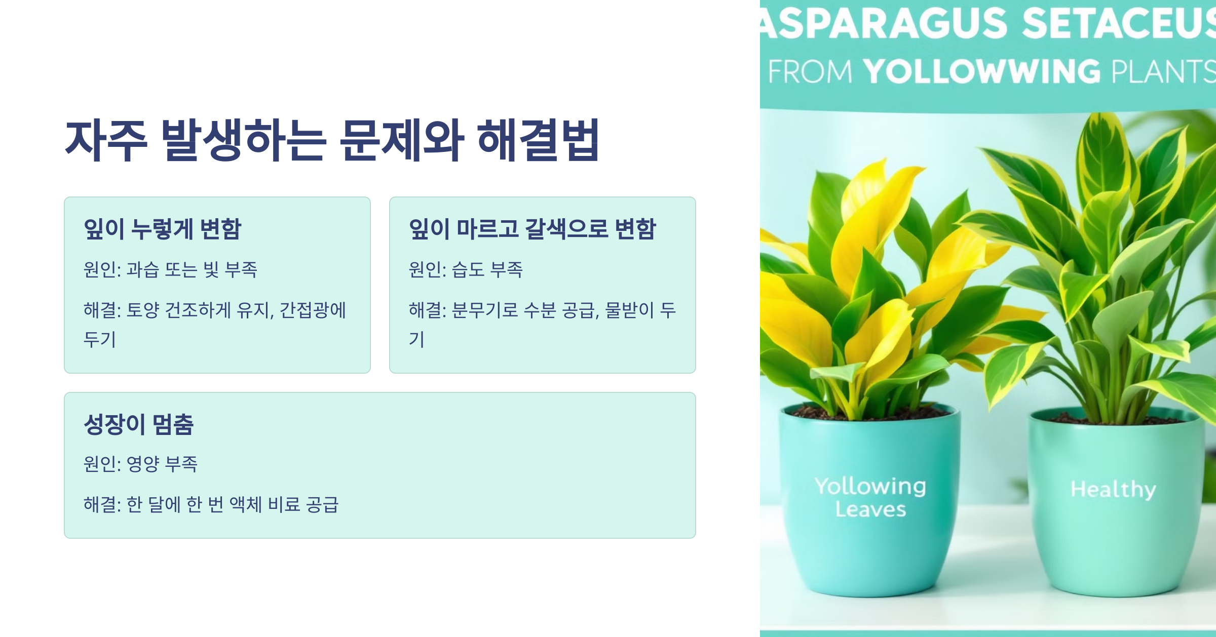 아스파라거스 나누스