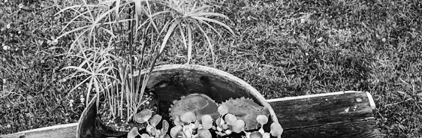 바질 키우기: 물주기