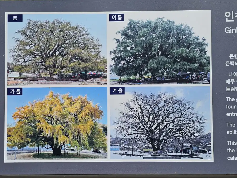 장수동 은행나무 사계절 모습