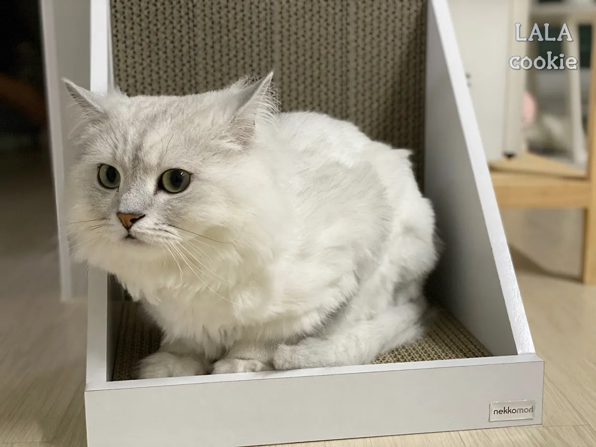 고양이-스크래쳐-추천-스크래쳐-위에서-앉은-고양이