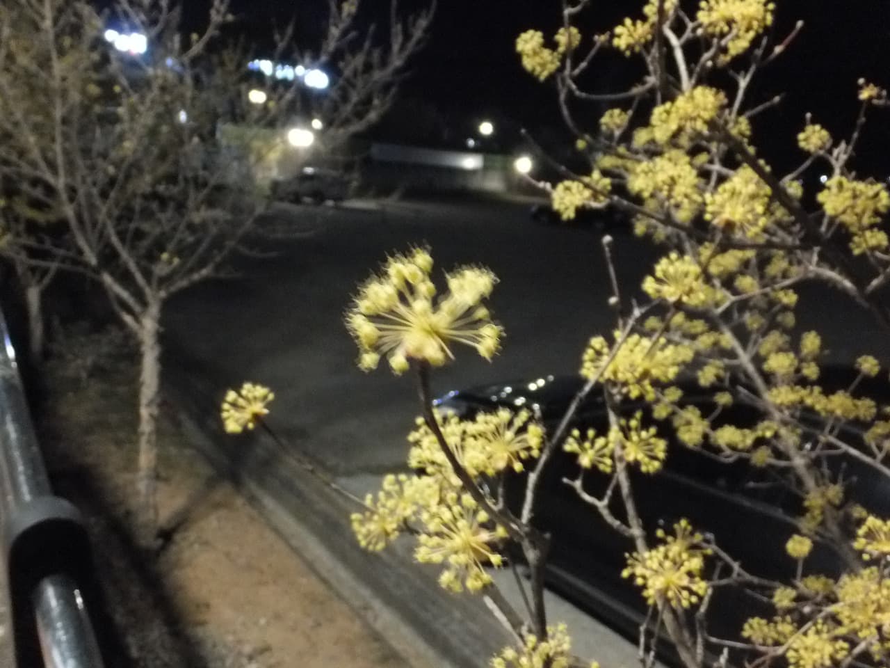 밤에 찍은 산수유 꽃