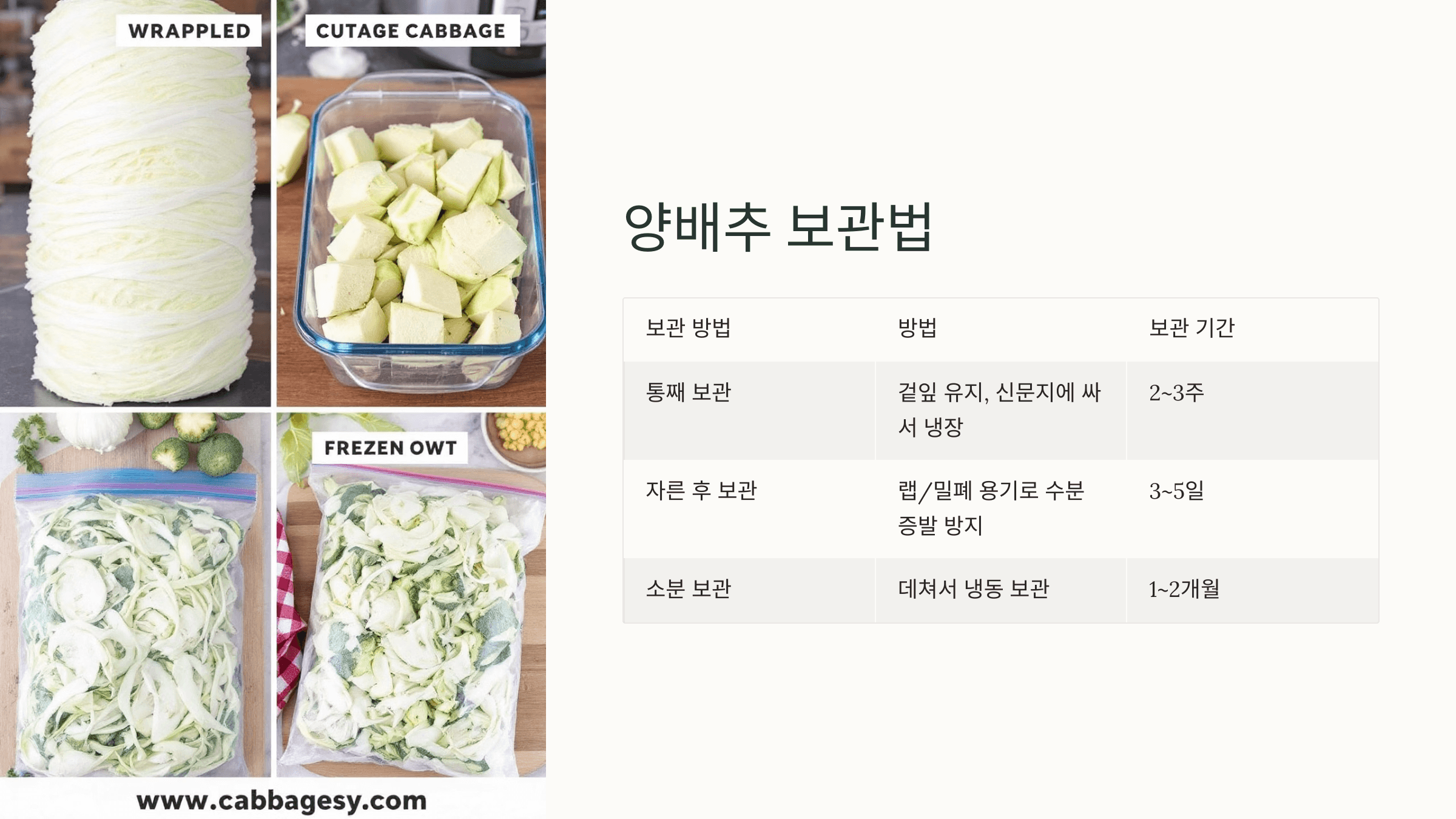 양배추 사진입니다.