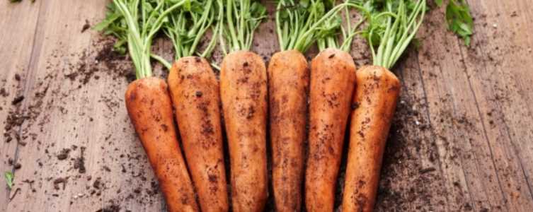 혈압 낮추는 음식 - 당근