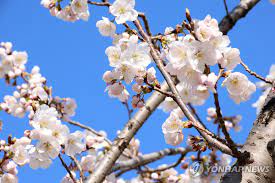 제6회 개암동 벚꽃축제란?