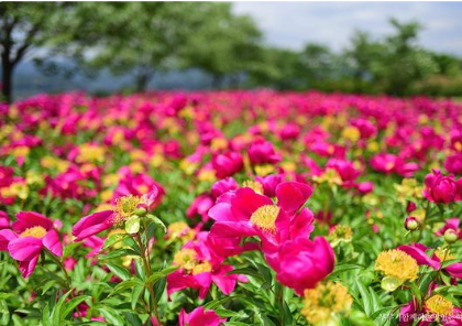 봄꽃 보기 좋은 곳 전국 명소 추천