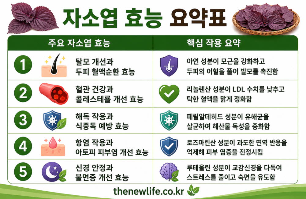 자소엽 효능 요약표
