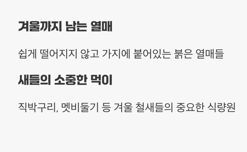 겨울: 새들의 겨울 식량 창고