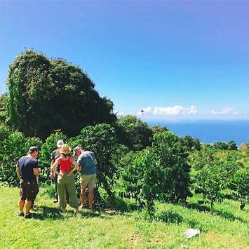 하와이의 특별한 추억, 세계3대 커피중 하나인 '코나' 커피 소개와 구입방법