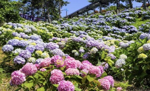 장생포 수국축제