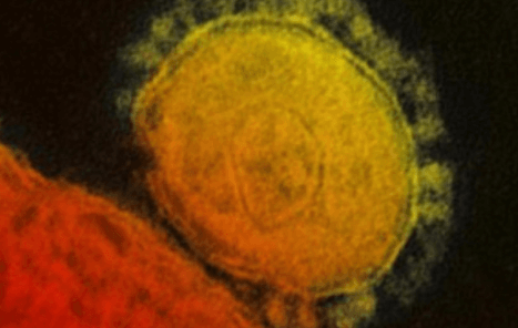 코로나바이러스