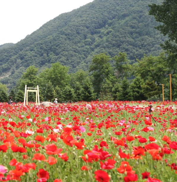 자라섬 꽃 페스타