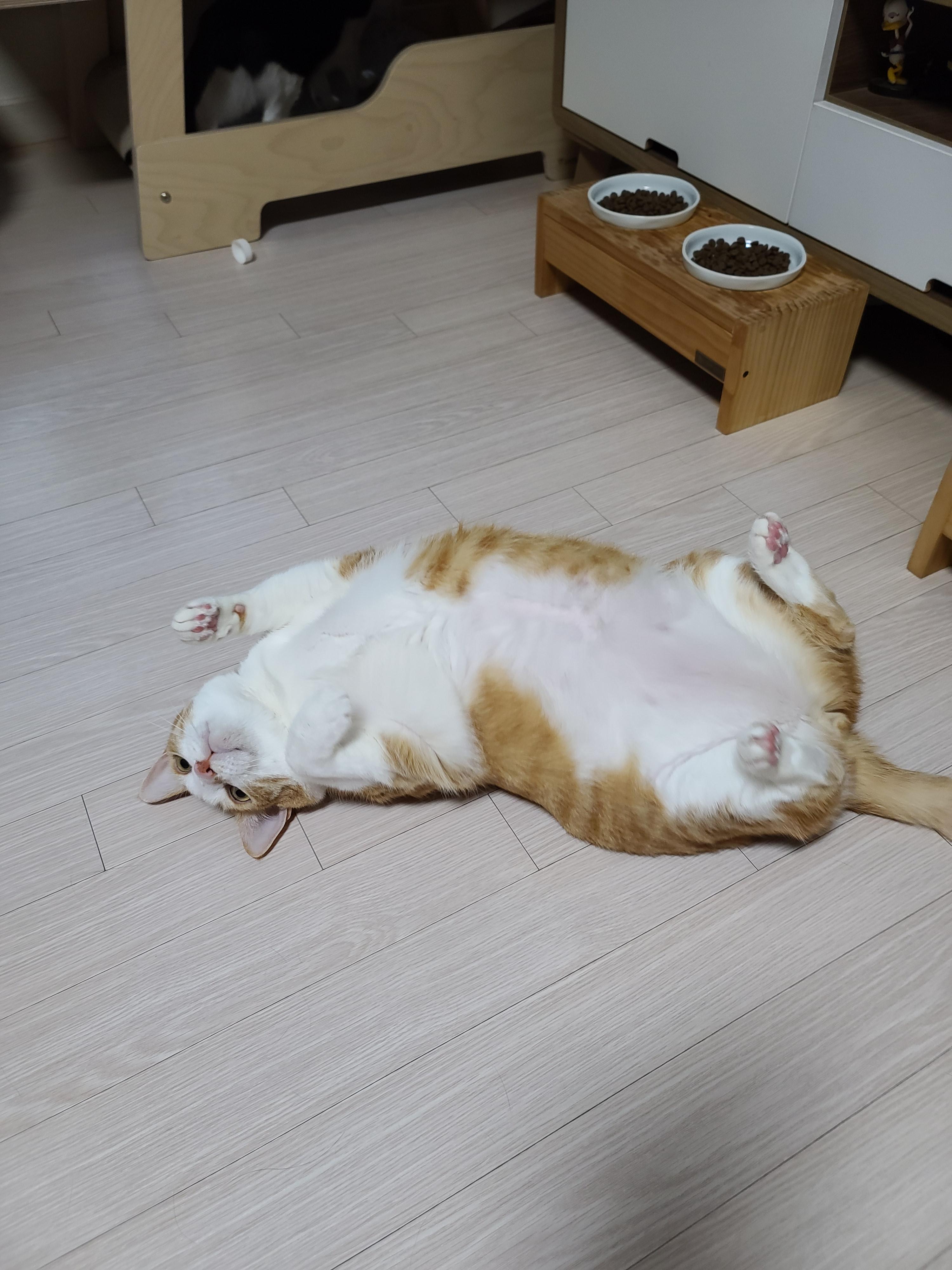 우리집 아홉냥이의 고양이 종류