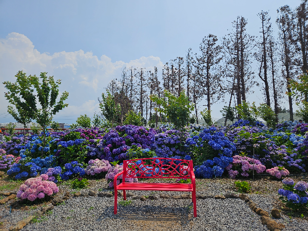 답다니 수국밭 들어서기 전