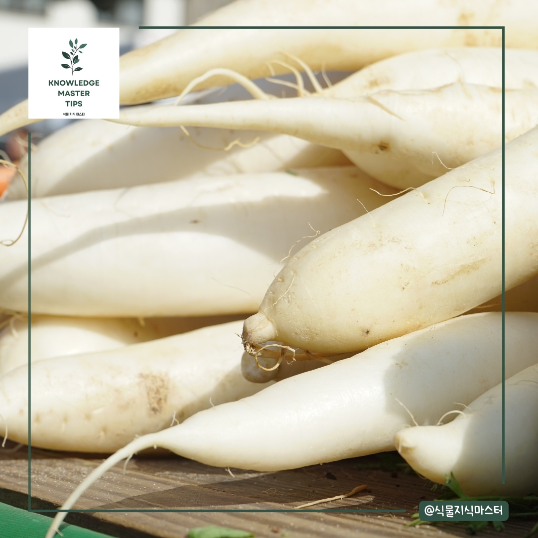 8월에 심기 좋은 농작물 - 무