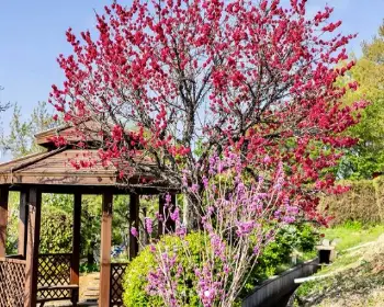 퍼스트가든 봄꽃축제 블루밍가든_6