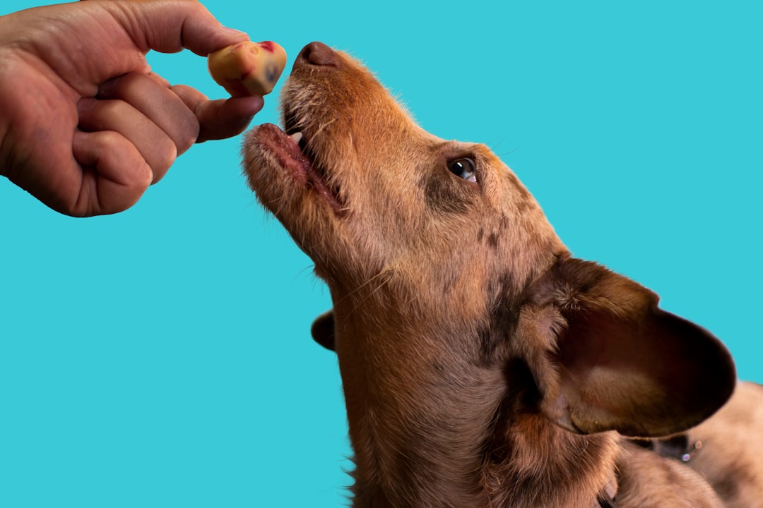 Dog treat
