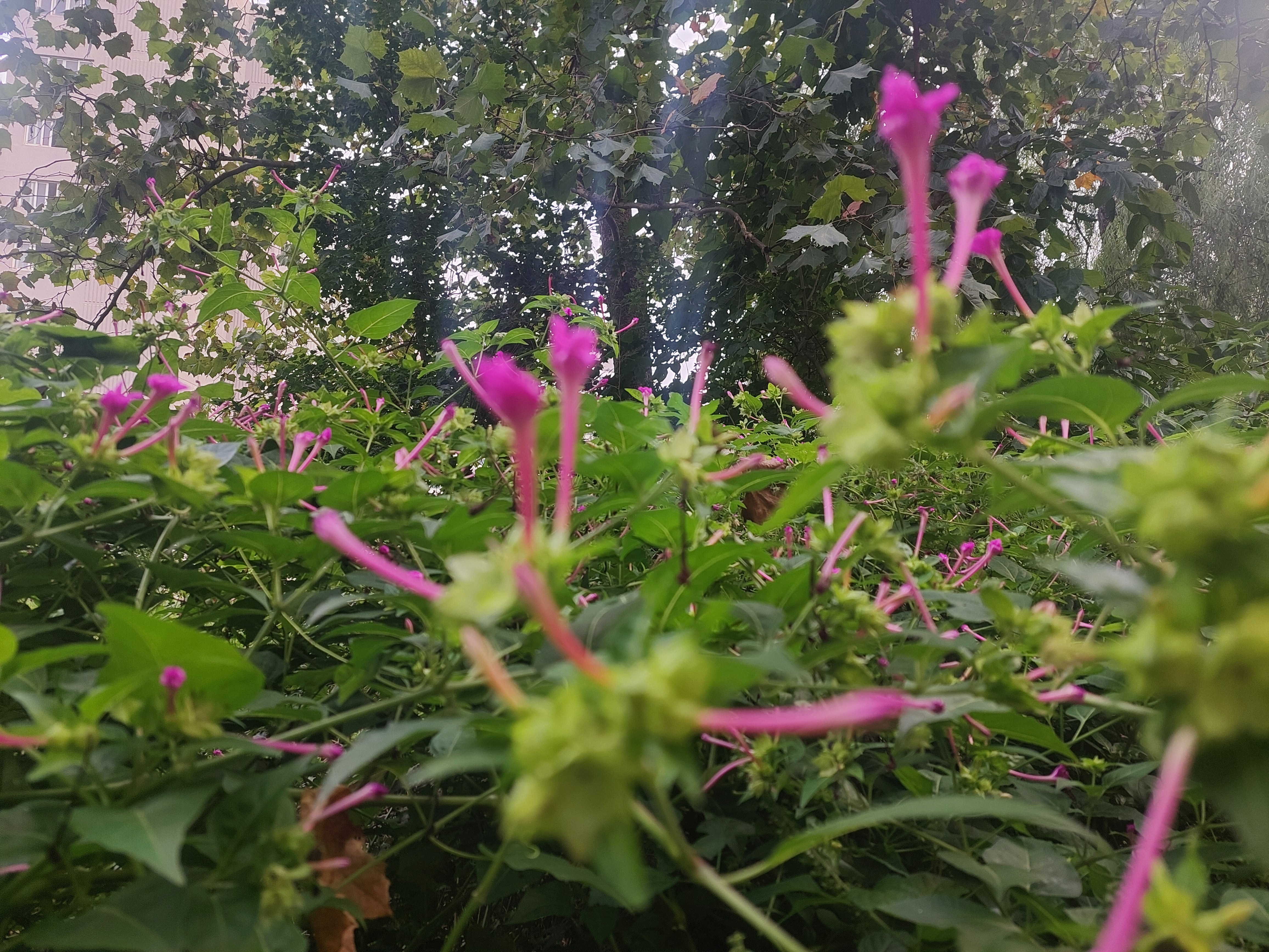 안산