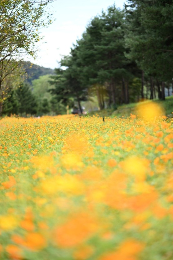 자라섬 꽃 페스타는 봄(5~6월), 가을(9~10월)에 운영