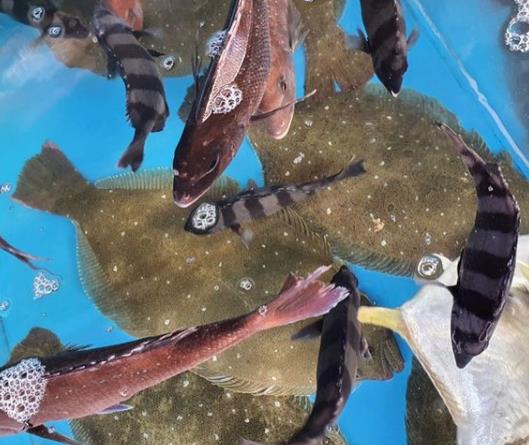 6시내고향 거제고현시장 대구