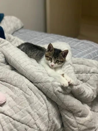 고양이 신경안정 약 영양제 음악_6