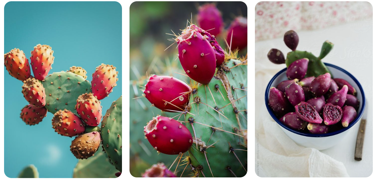 제주도-백년초-효능