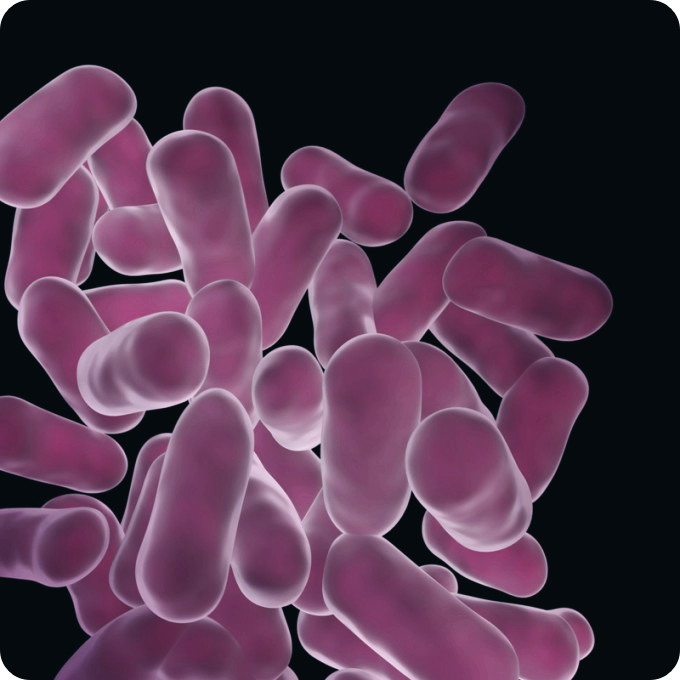 유산균과-유산균-먹는시간