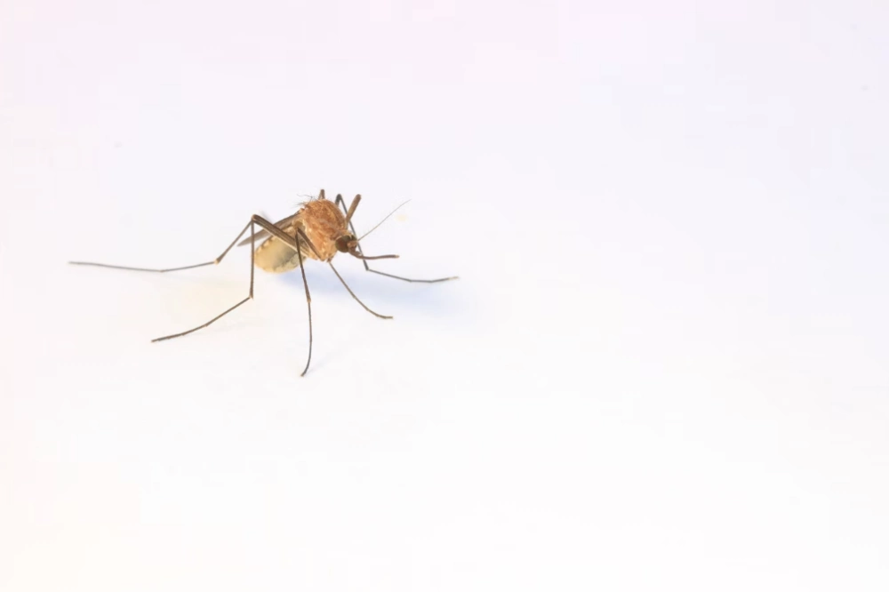 성인 일본뇌염 예방접종