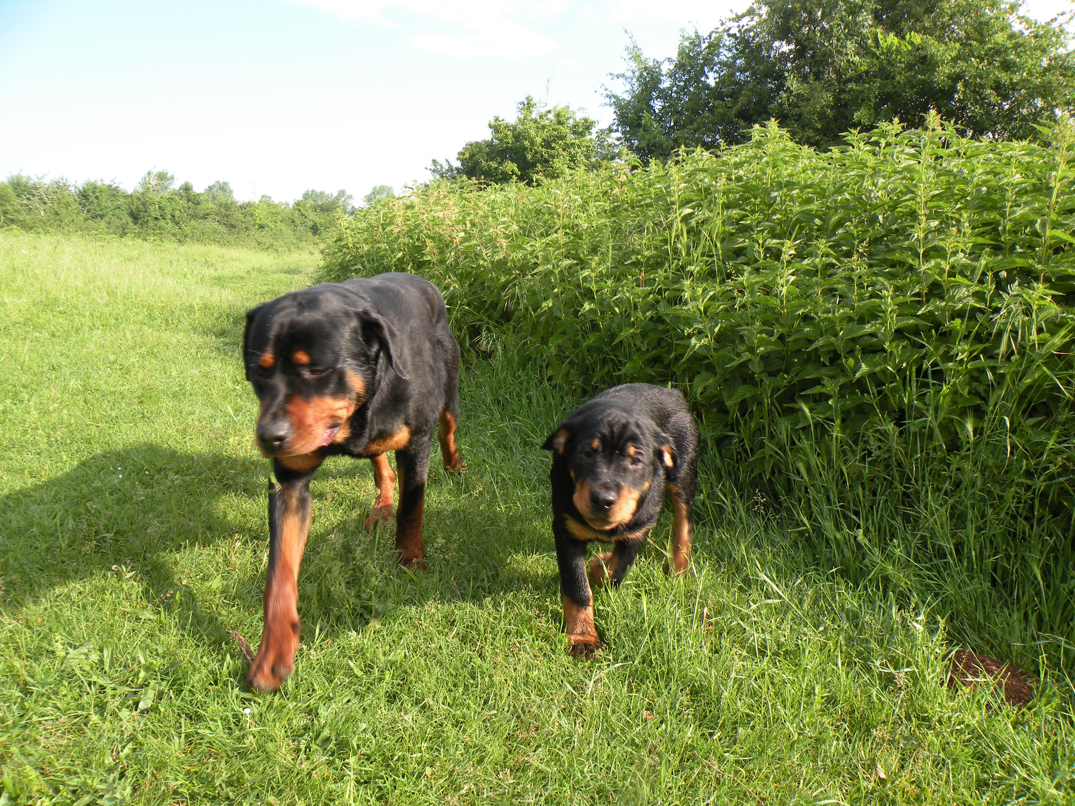 반려동물 캠핑장 관련 사진